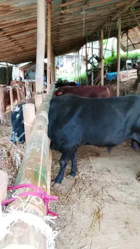 Sapi qurban sehat terawat