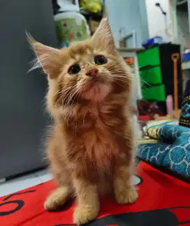 Kitten Mainecoon non ped