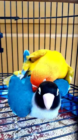 BURUNG LOVEBIRD SEPASANG SIAP BURJA