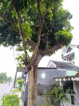 Tebang pohon jogja