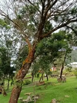 Tukang tebang panggilan