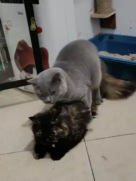 Jasa pacak kucing