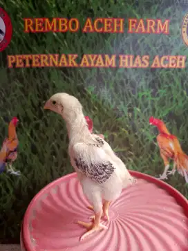Shamo Eropa jantan