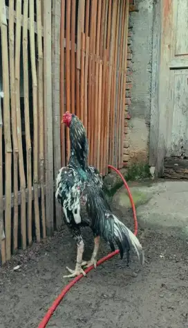 Jantan Shamo Eropa ori