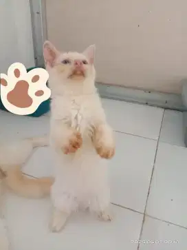 kitten persia lucu