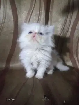 Kucing Persia peaknose