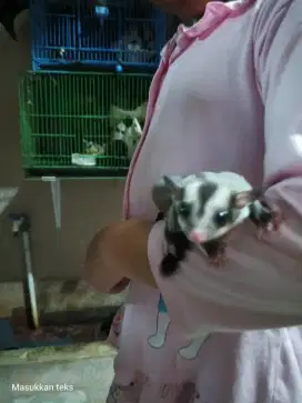 Sugar Glider Joy