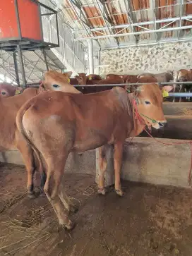 Sapi Qurban sehat
