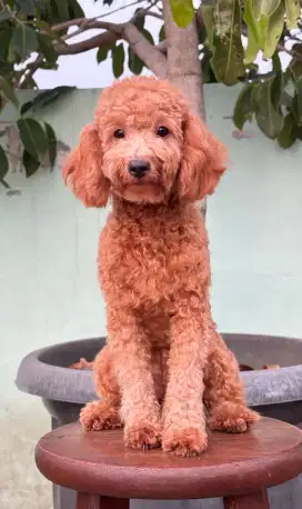 Jual Anjing Red Toy Poodle, Betina, Calon Indukan. (Nego).