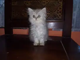 Lepas adopt kitten ns