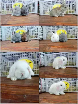 Peternakan kelinci hias jinak