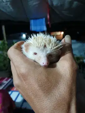 Landak mini jantan muda