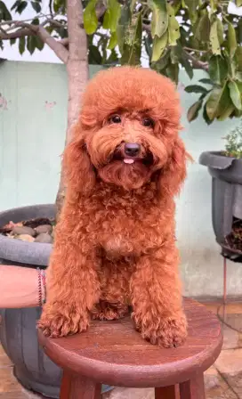 Jual Anjing Red Toy Poodle, Jantan, Vaksin. (Nego).