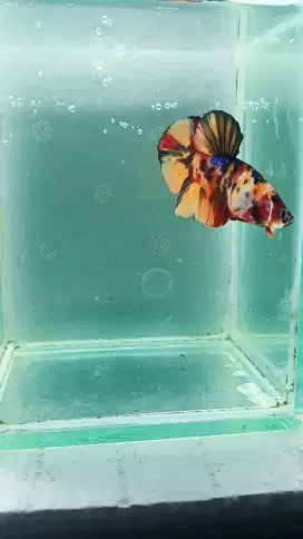 Cupang Plakat Nemo Jantan