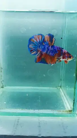 Cupang Plakat Multicolor Jantan