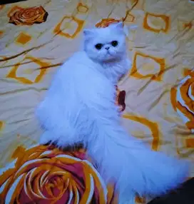 PERSIA PEAKNOSE CANTIK
