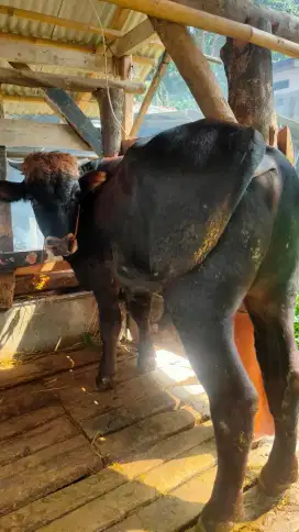 Sedia Hewan Qurban
