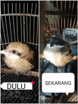 Di jual burung cendet jatim pastol