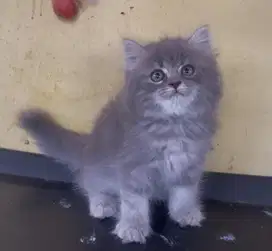 Kucing ras persia kitten jantan abu