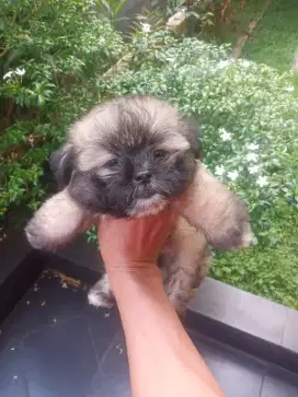 SHIHTZU MIX POM JANTAN