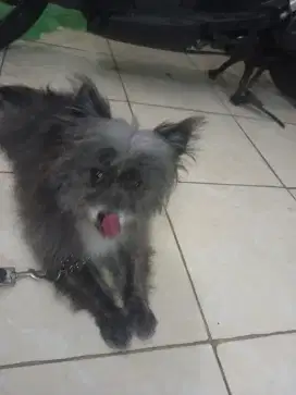 Anjing minipom jantan