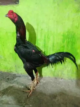 Ayam bangkok pakhoy
