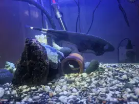 Ikan Black Ghost Blackghost Dewasa