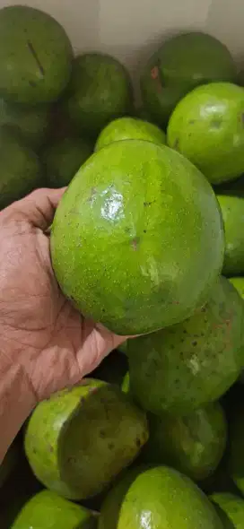 Alpukat Mentega Miki Depok