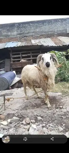 Domba Qurban Mewah