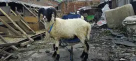 Domba Qurban Kasepp