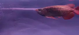 Arowana super red 30cm