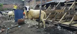 Domba Qurban Cekapan