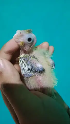 Lolohan Falk Australia Parkit Australia Cockatiel