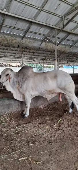 Sapi qurban termurah free ongkir