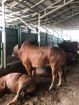 Sapi qurban termurah free ongkir