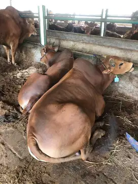 Sapi qurban termurah free ongkir