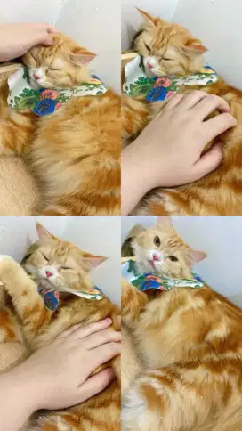 Kucing Persia bagus
