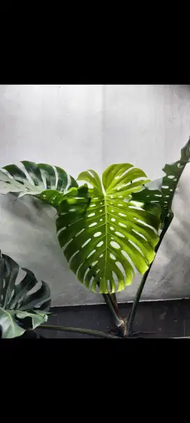 Tanaman Monstera King