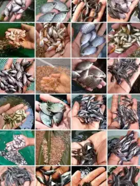 Bibit nila hitam bos qu