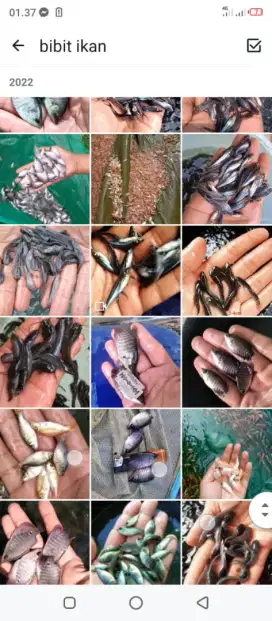 Bibit ikan patin siap d halo