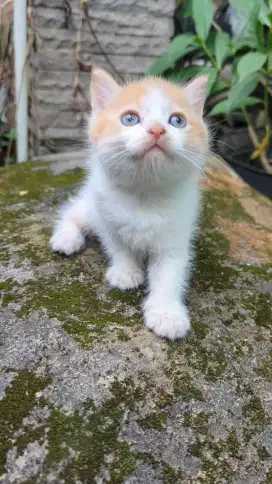 Kucing Kitten Persia Medium Murah Lucu