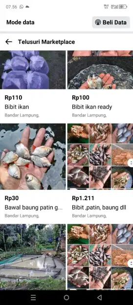 Bibit lele siap d order