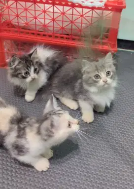 Kucing Kitten Munchkin Cebol Kaki Pendek Lucu Murah
