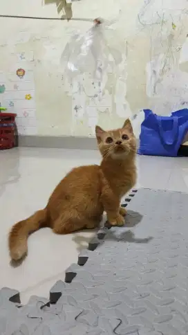 Kitten Muchkin BSH