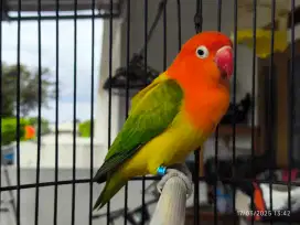Lovebird Biola Ewing Green