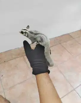 Sugar Glider / Tupai Terbang White Face (Jenis Langka)