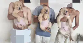 Golden Retriever Puppys 2bln Stambum Big Bone Bloodline Champion