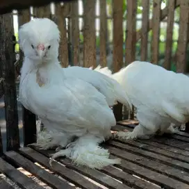 Ayam Hias Sultan Usia 1,5 Bulan