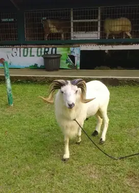Domba Kambing Qurban Jabodetabek