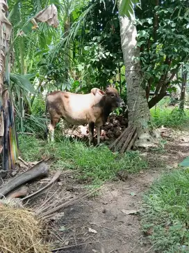 Sapi qurban sehat tidak cacat